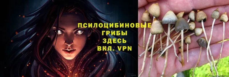 купить  цена  Лесосибирск  blacksprut tor  Галлюциногенные грибы Magic Shrooms 